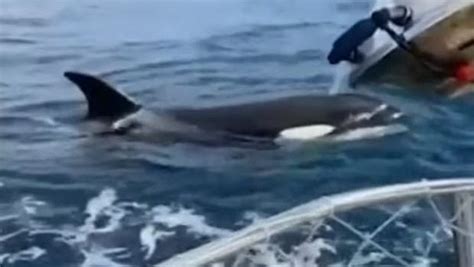 Orcas sink boat off Portugal coast >> Scuttlebutt Sailing News ...