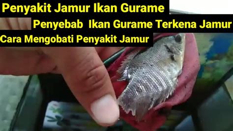 PENYEBAB IKAN GURAME TERKENA JAMUR DAN CARA MENGATASINYA YouTube