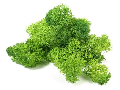 What is Reindeer Moss?