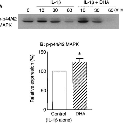 Effect of DHA on p44/42 MAP kinase activation induced by IL-1b in ... 