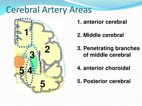 Ppt Cerebral Circulation And Csf Formation Powerpoint Presentation Id