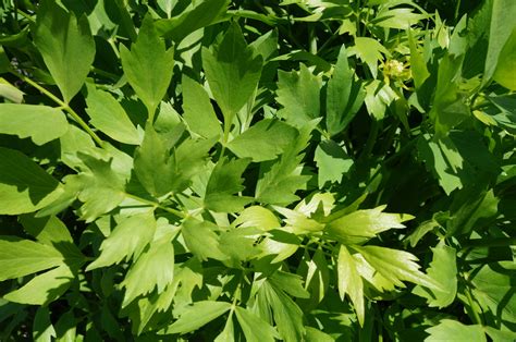 Liebstöckel Maggikraut Kostbare Natur