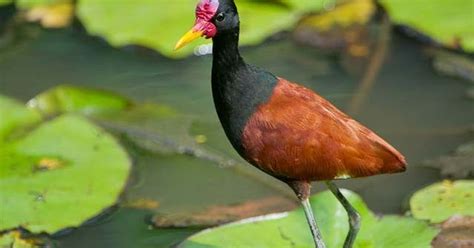 Enciclopedia De Animales Mundial Jacana Sudamericana Jacana Jacana