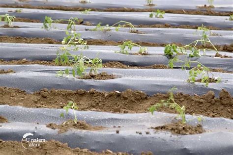 Organska Proizvodnja Paradajza U Selu Evarice Agro Saveti