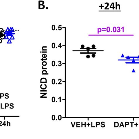 Effects Of Inhibition Of Notch Signaling On Lps Induced Knee