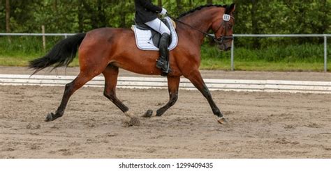 650 Dressage Warmblood Images, Stock Photos & Vectors | Shutterstock