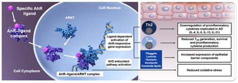 Full Article Targeting The Aryl Hydrocarbon Receptor As A Strategy To