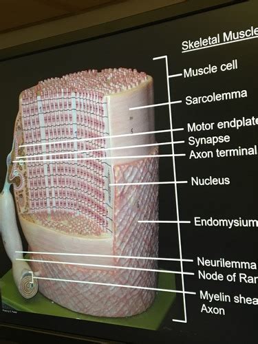 Muscle Lab Flashcards Quizlet