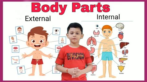 Body parts | EVS chapter 2 | External organ and Internal organ | Sense organ . - YouTube