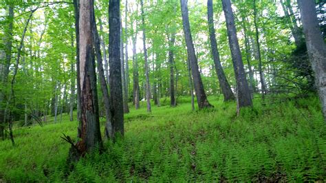 Tuscarora State Park [OC][4730x2660] : EarthPorn