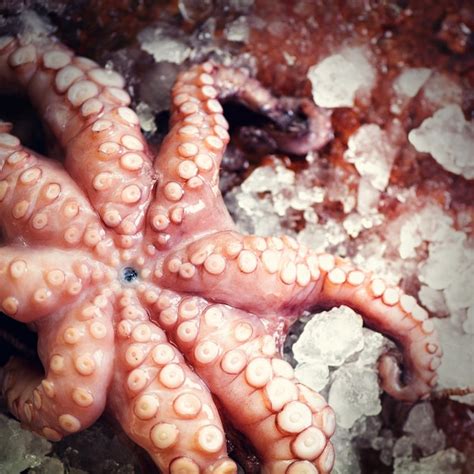 Premium Photo Fresh Raw Octopus On Ice Brown Dark Background Top View