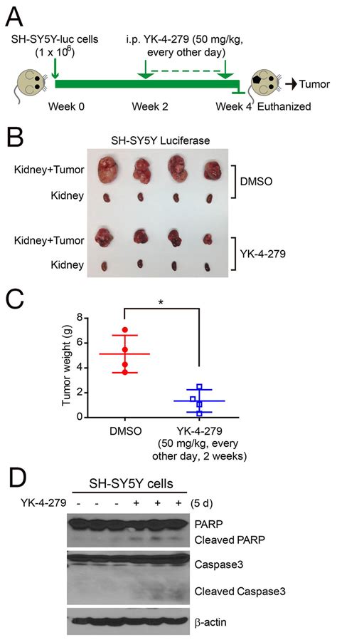 YK 4 279 Inhibits Tumor Growth In Orthotopic NB Xenograft Mouse Models