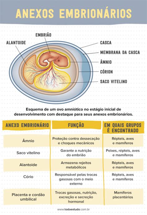 Anexos embrionários como se desenvolve os animais dentro do ovo