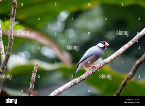 Java sparrow in a tree, beautiful bird with nice colors Stock Photo - Alamy