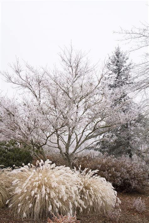 Dwarf Fountain Grass - Monrovia - Pennisetum alopecuroides 'Hameln' Why: Fluffy, buff-colored ...