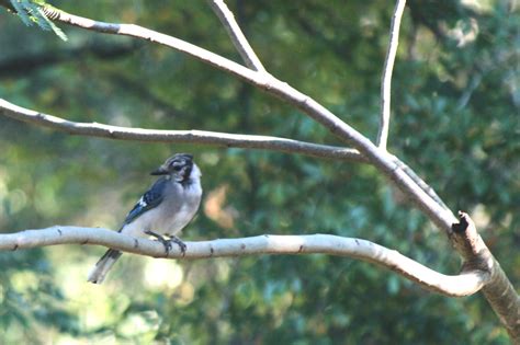 Northern Blue Jays — Kingwood Birdbrains