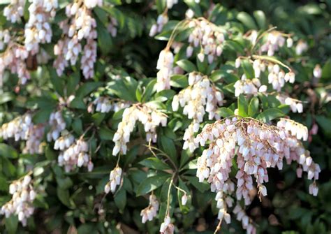 Japanese Andromeda Plant Care Guide Plantly