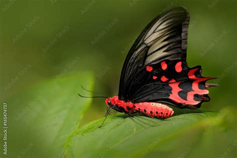 Antrophaneura semperi, in the nature green forest habitat, Malaysia ...