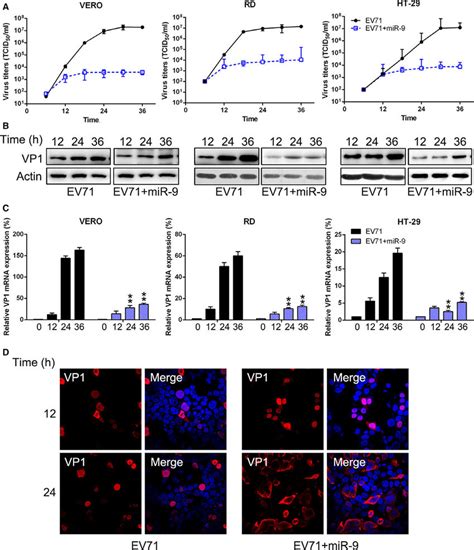 Mir 9 Attenuates The Replication Of Ev71 Replication Vero Rd And