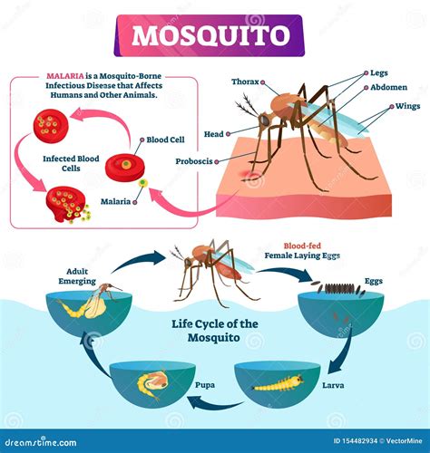 Malaria Mosquito Life Cycle