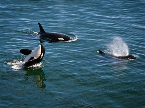 For Orcas And Salmon This Dam Plan Is A Disaster Earthjustice