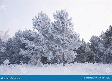 Fundo Exterior Da Paisagem Nevado Da Natureza Da Floresta Do Inverno