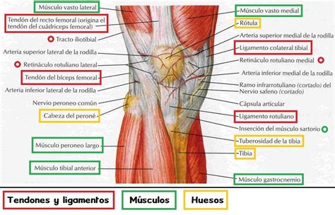 Qu Es La Tendinitis Y Cu Les Son Sus Causas Tendinitis Consejos