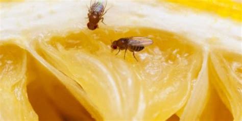 Tell Me Why Fruit Flies Appear When There Is Fruit And Then Disappear