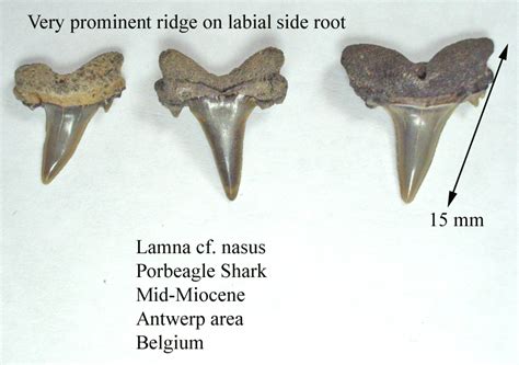 Lamna nasus - Members Gallery - The Fossil Forum