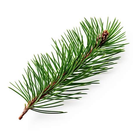 Premium Ai Image Green Natural Pine Branch Isolated On White Background