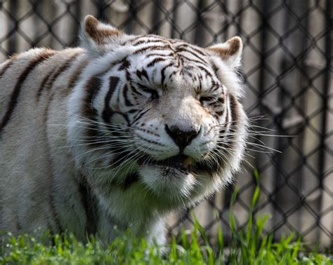 Photograph Of A White Tiger Free Stock Photo Public Domain Pictures