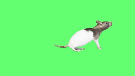 Rat Walking On Green Screen Stock Footage Video 19038724 Shutterstock