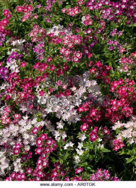 30 Phlox Dwarf Mix Easy Fragrant Perennial Flower Seeds Etsy