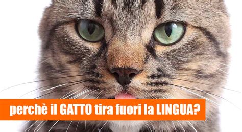 Perchè il gatto tira fuori la lingua