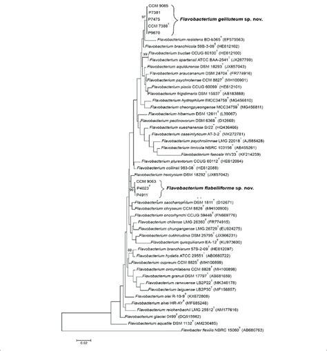 | Phylogenetic tree based on 16S rRNA gene sequences comparison showing ...
