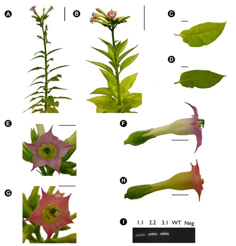 3 Wild Type Versus Transgenic Empty 35s Tobacco Control Plants Empty Download Scientific