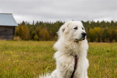 Great Pyrenees Vs Kuvasz How To Tell The Difference