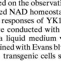 Quantitative Measurements Of NAD H And NADP H Levels In Rice