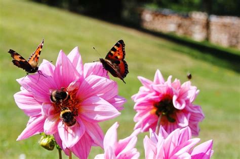 Plants That Attract Bees And Butterflies