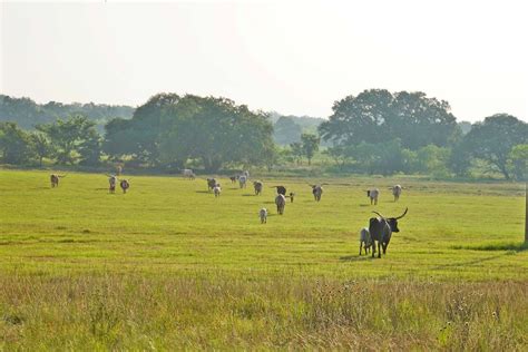 16 Tips for Texas Longhorn Cattle Ranchers in Texas