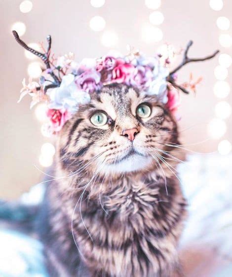 This Woman Takes The Most Breathtaking Photos Of Her Cats Wearing Floral Crowns Like True Queens