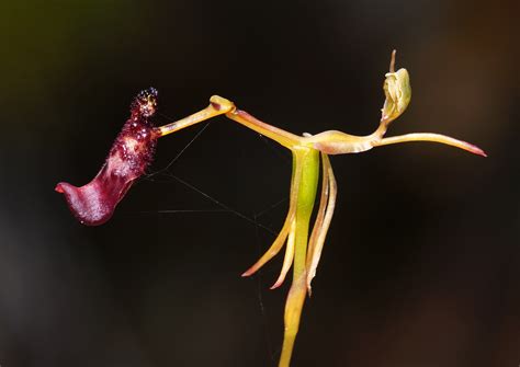 The Weird Sex Lives Of Orchids