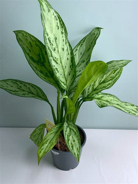 Аглаонема Сильвер Квин: описание сорта, характеристики, особенности ...