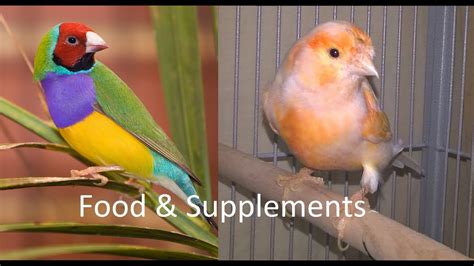 How To Take Care Of Gouldian Finches And Canaries Food And Supplements