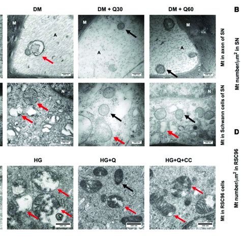 | Representative transmission electron microscopy images of ... 