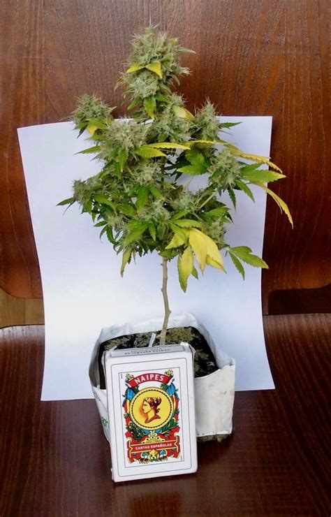 Cultivar marihuana en espacios reducidos plantas pequeñas