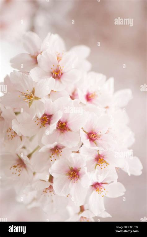 Yoshino Cherry Prunus X Yedoensis In Flower Stock Photo Alamy