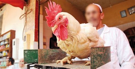 Le Prix Du Poulet Atteint Des Sommets Au Maroc Les Consommateurs