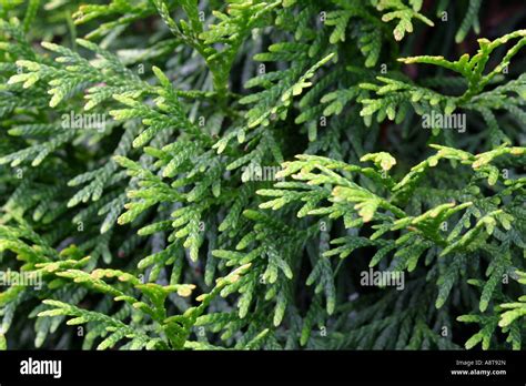 Green Gold Arborvitae Branches Close Up Hi Res Stock Photography And