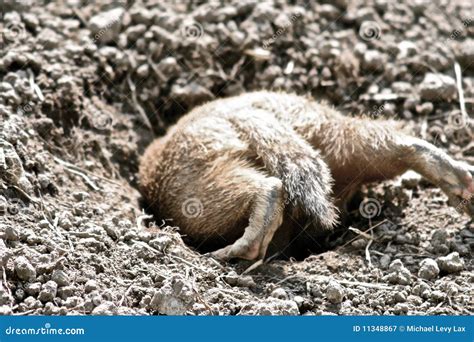 Groundhog Royalty Free Stock Photography - Image: 11348867